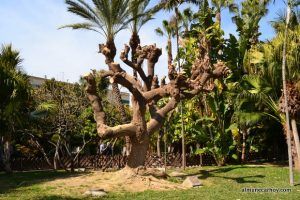 Arbol del coral de Brasil en el Parque el Majuelo