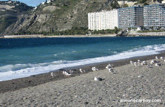 Playa de San Cristobal con gaviotas