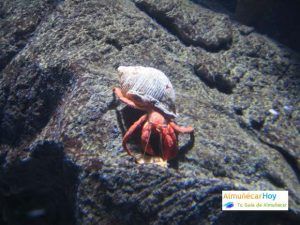 Acuario de Almuñécar