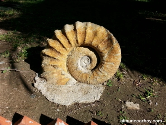 Palacete de La Najarra en Almuñécar 17 Amonite fósil en el jardín del Palacete de La Najarra en Almuñécar