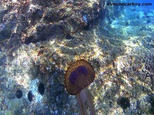 Actividades subacuáticas en La Herradura y Almuñecar: información, fauna marina, zonas de buceo, escuelas de buceo, etc.